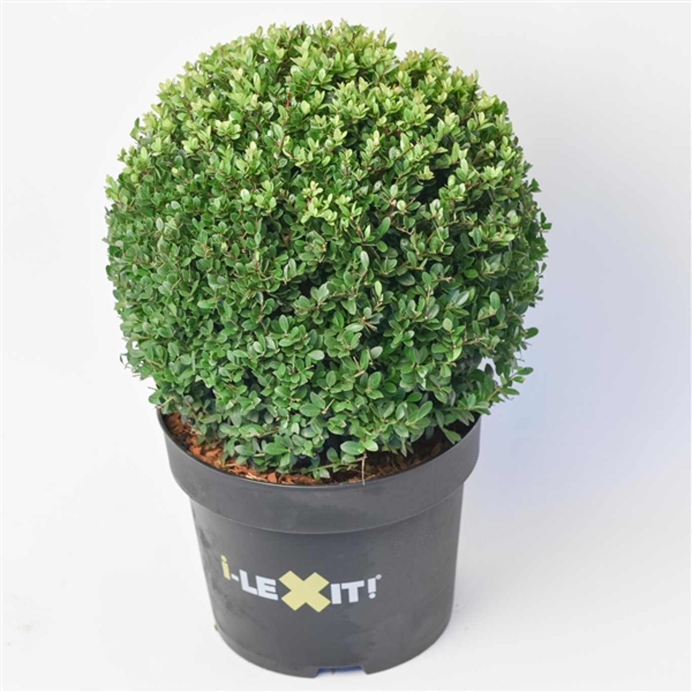 Japansk järnek – Ilex crenata 'Dark Green'® - 35 CM Ball Cont.